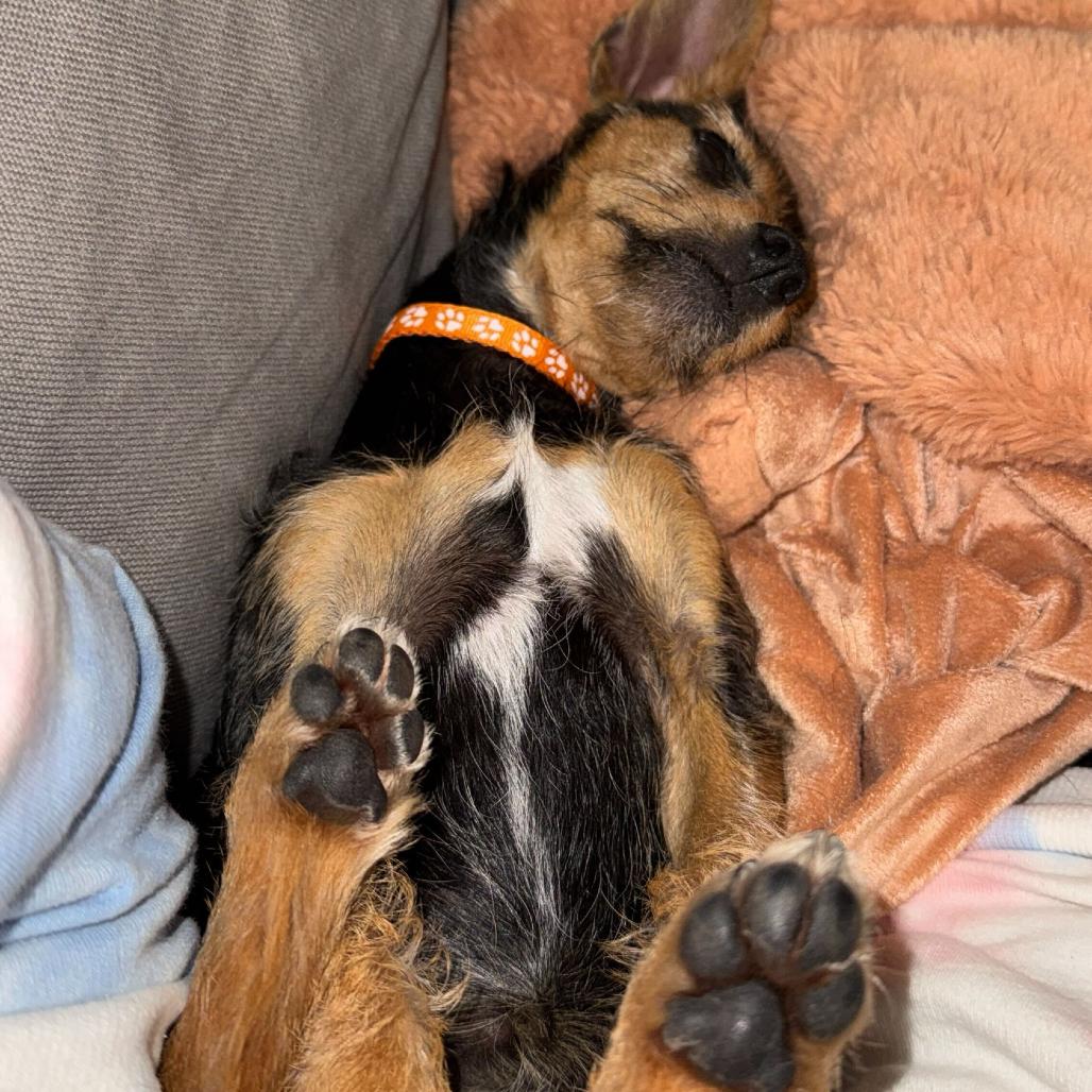 Enlarge Ronnie, a Adoptable Mixed Breed in San Francisco, CA image 1/2