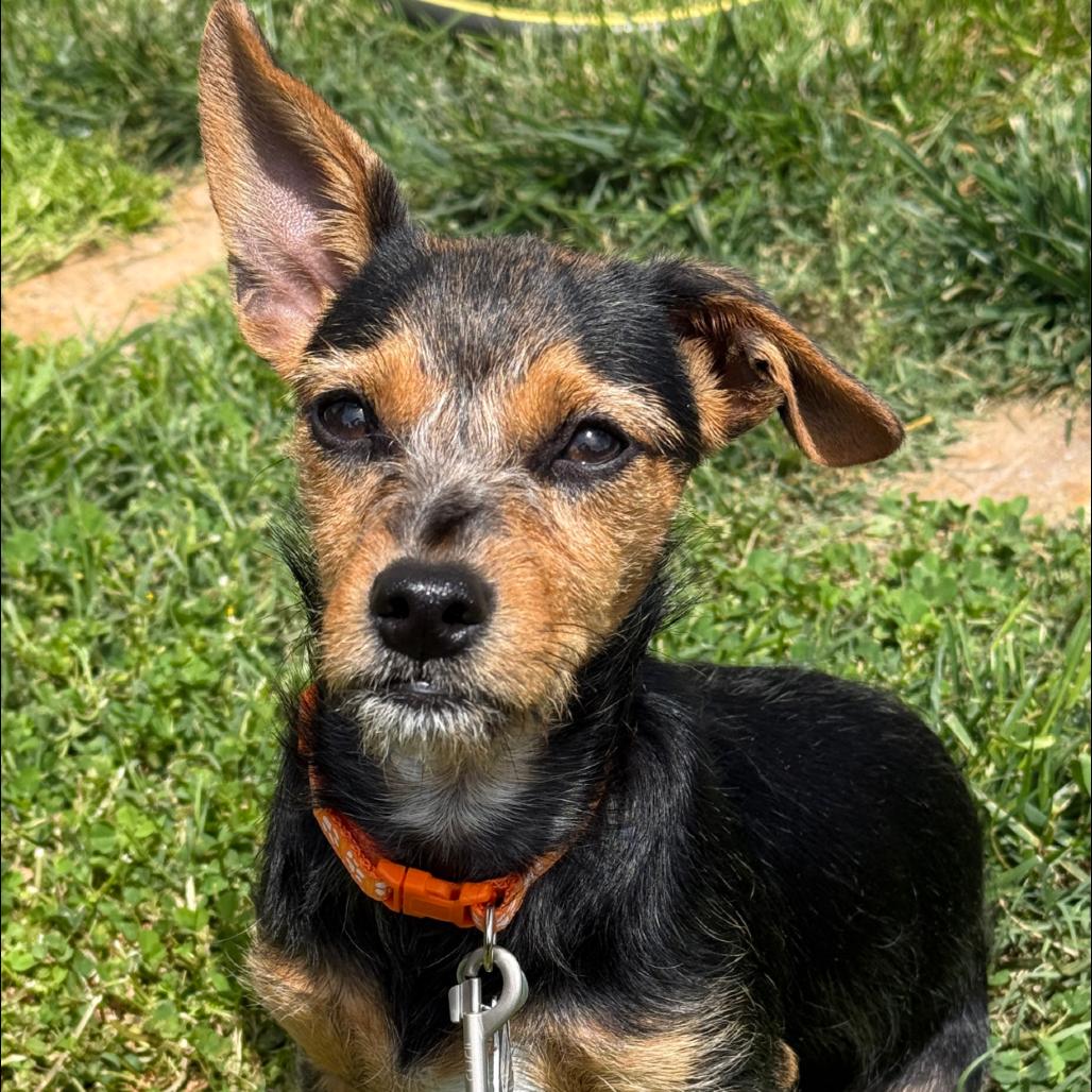 Enlarge Ronnie, a Adoptable Mixed Breed in San Francisco, CA image 2/2