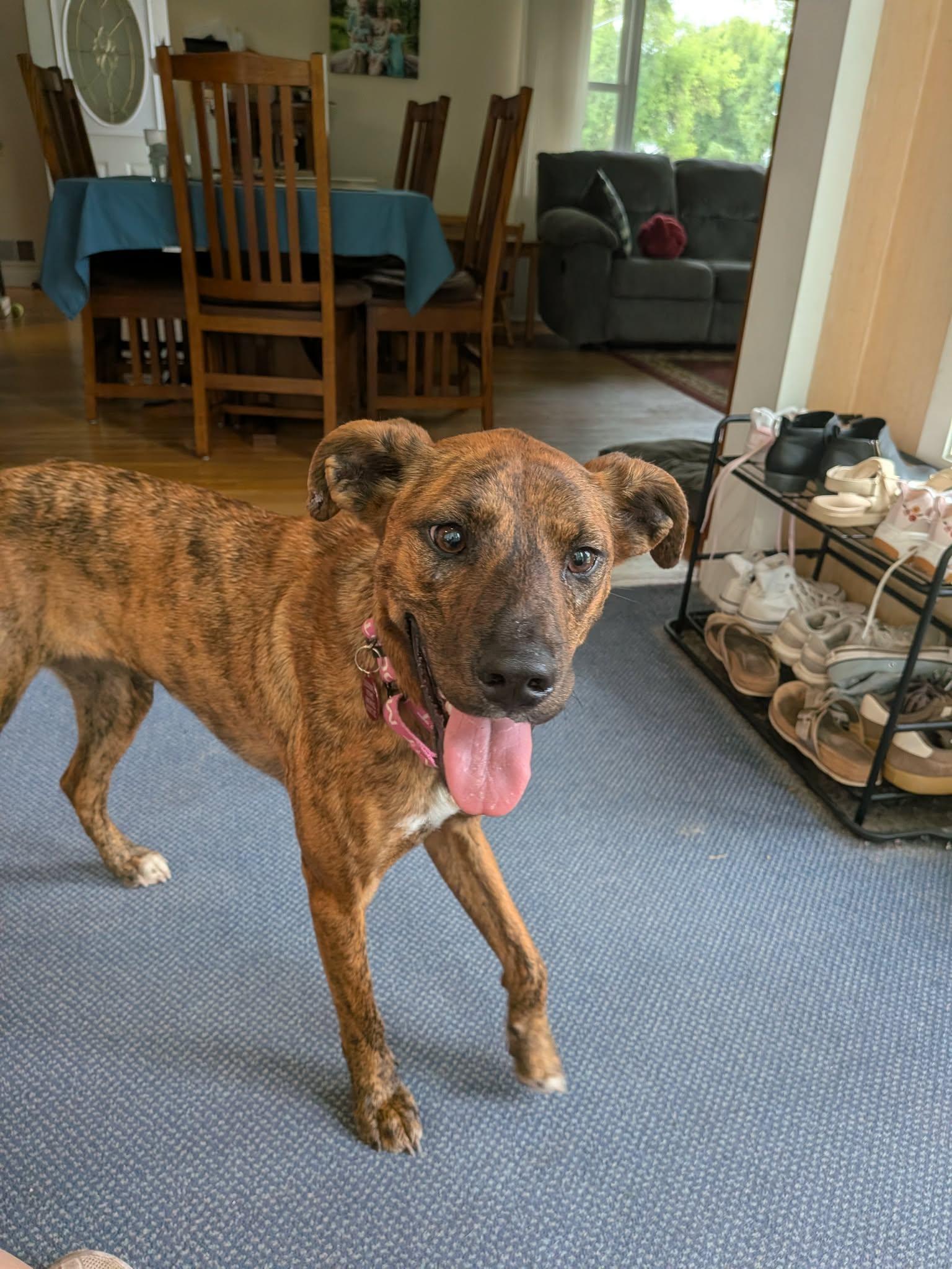 Marina, Adoptable, Adult Female Boxer & Labrador Retriever.