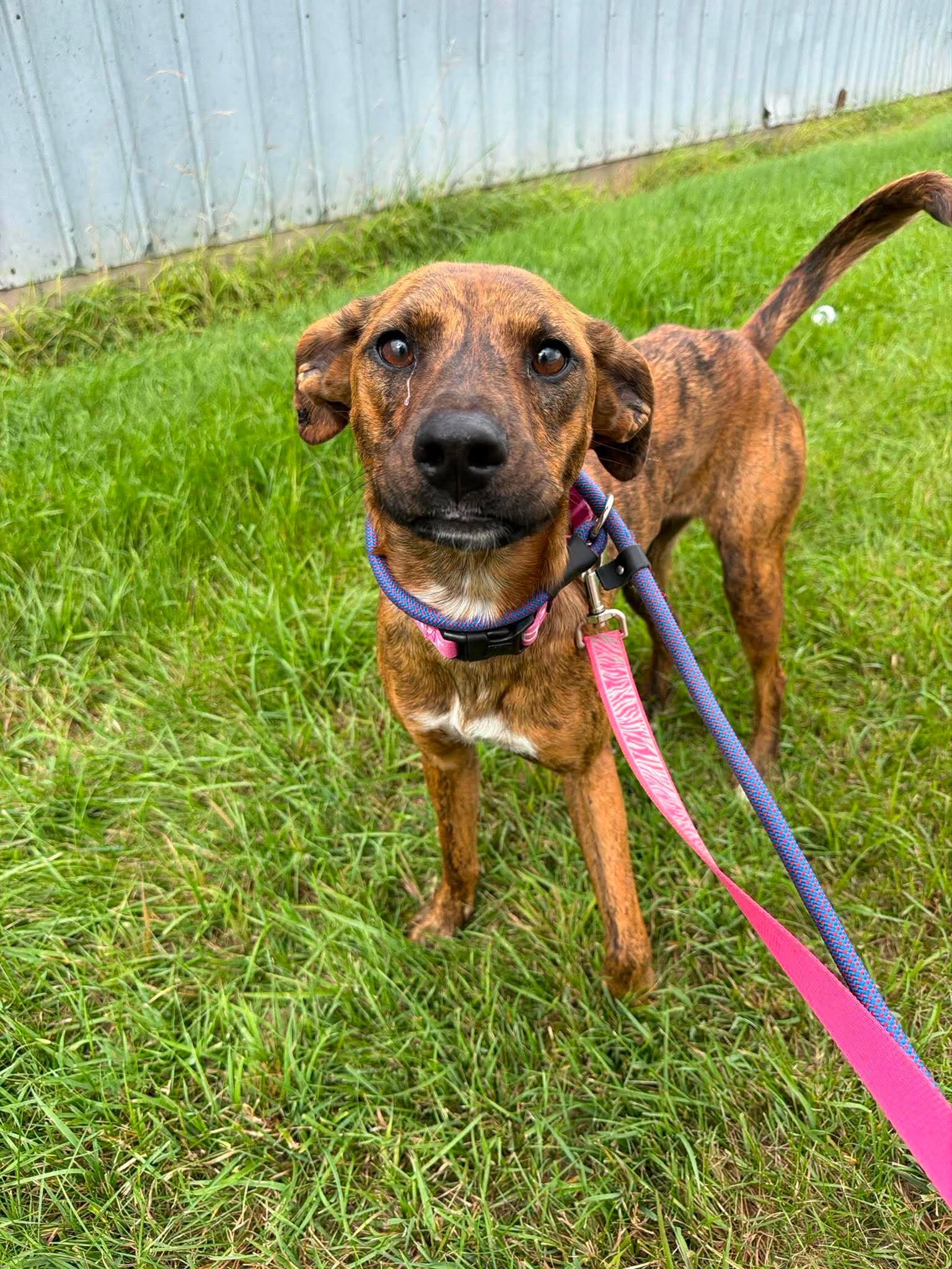 Enlarge Marina, a Adoptable mixed breed in Grand Forks, ND image 2/2