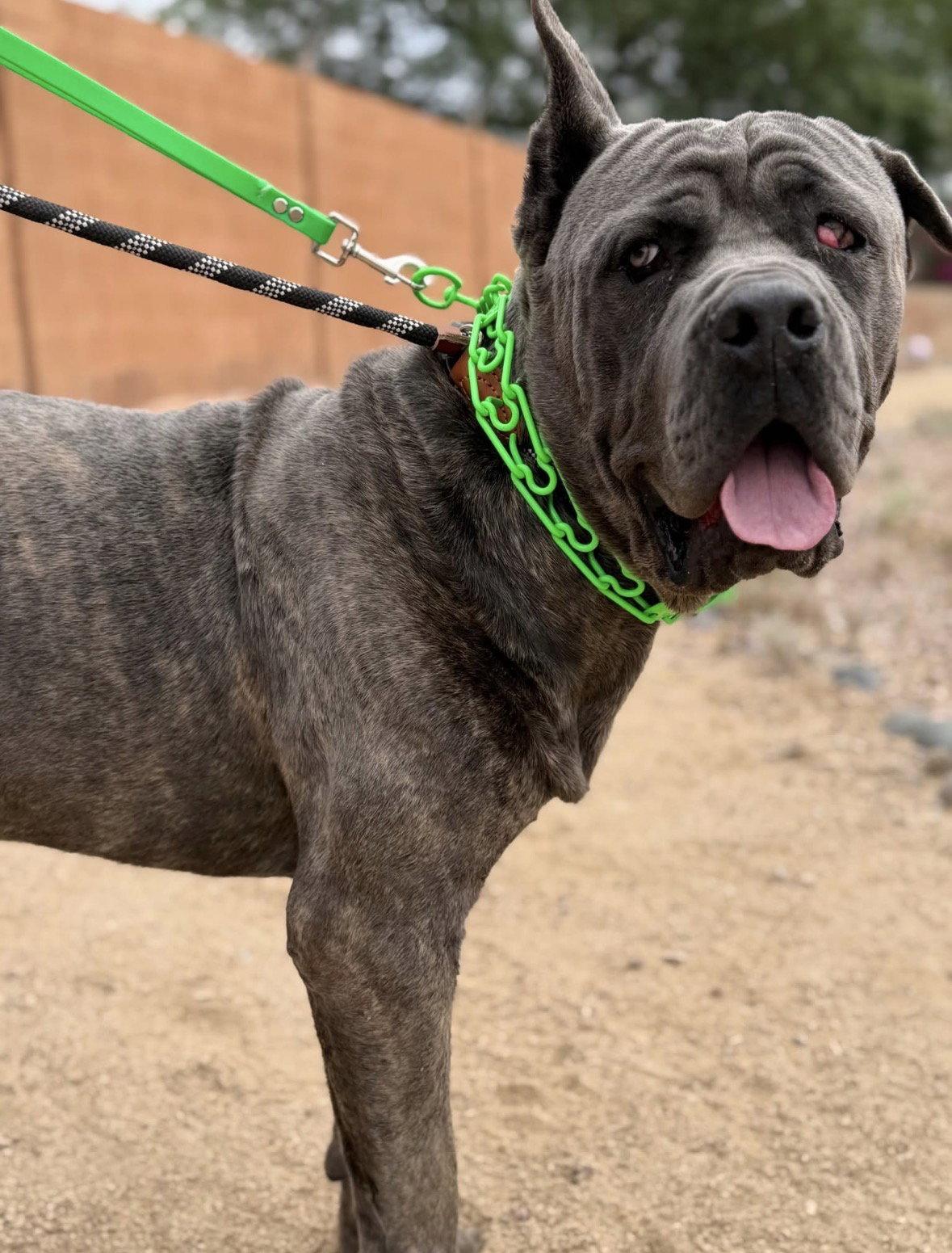 Max, Adoptable, Young Male Cane Corso.