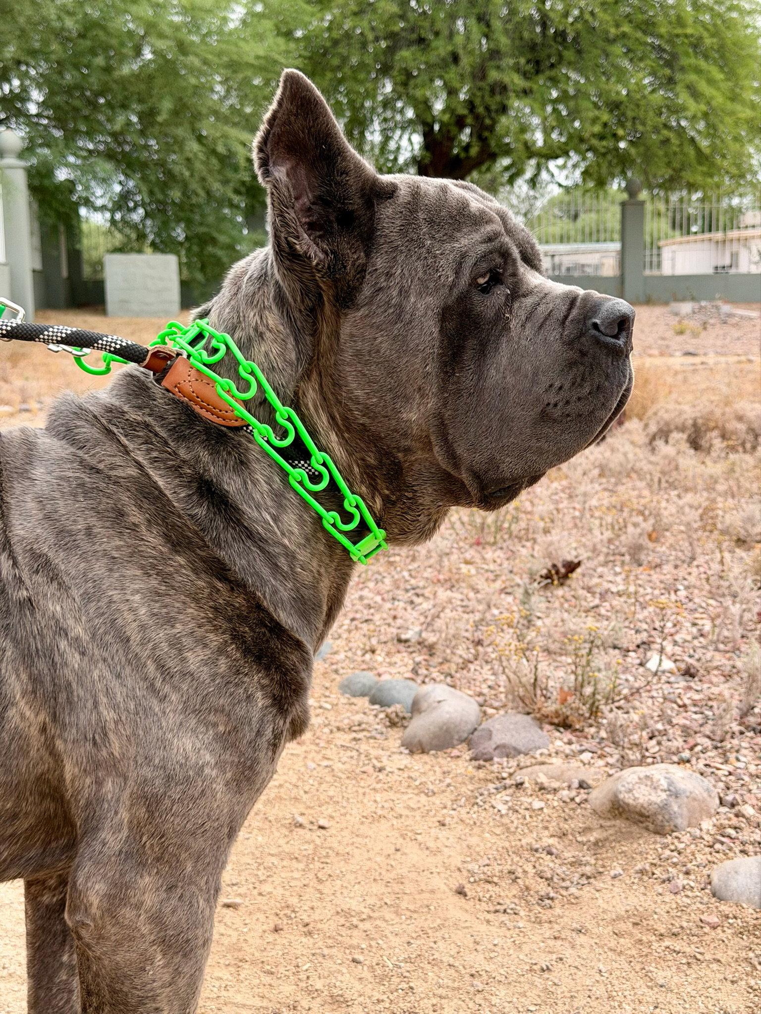 Max, a Adoptable Cane Corso in Glendale, AZ image 1/3