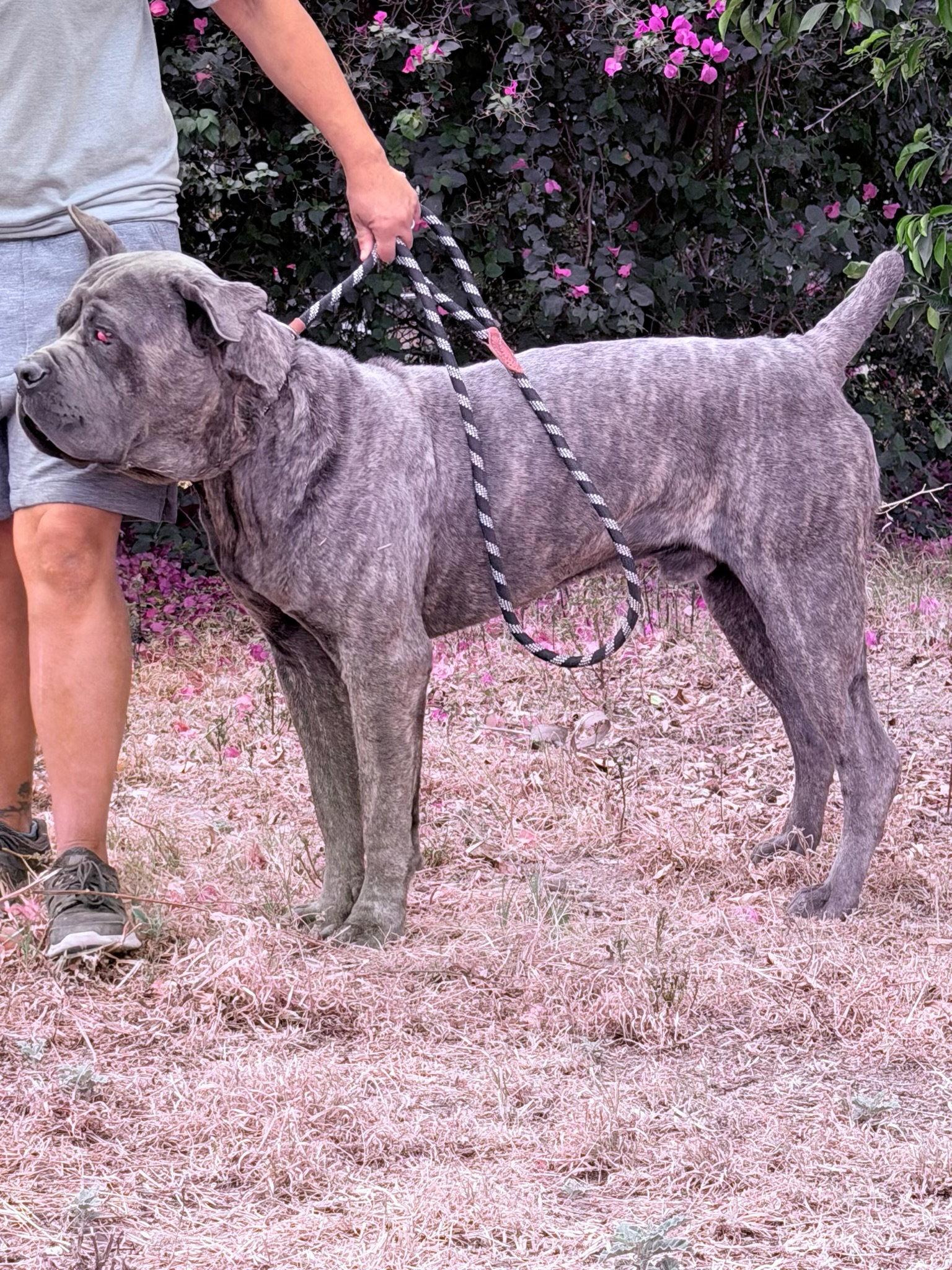Max, a Adoptable Cane Corso in Glendale, AZ image 2/3