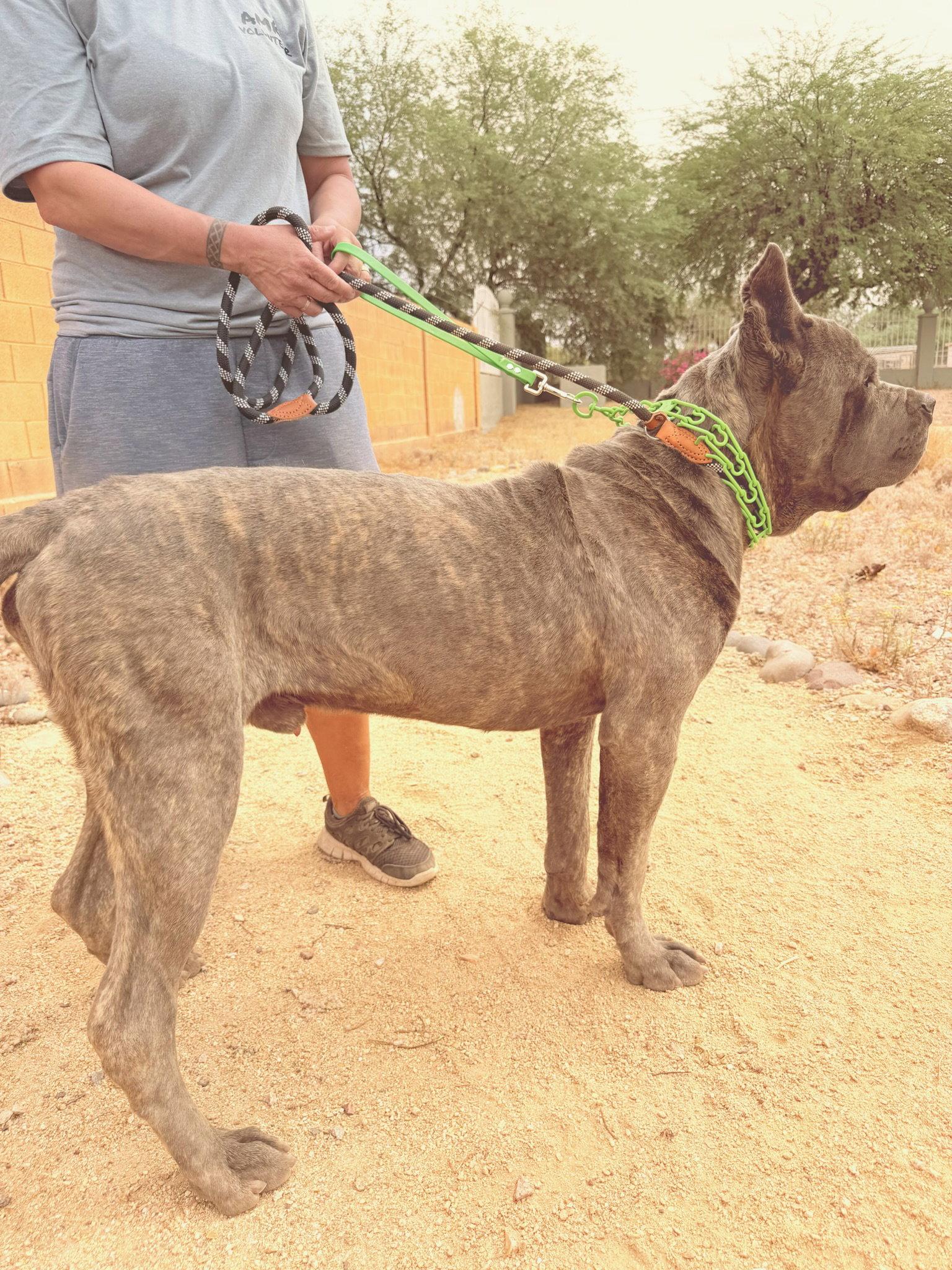 Max, a Adoptable Cane Corso in Glendale, AZ image 3/3