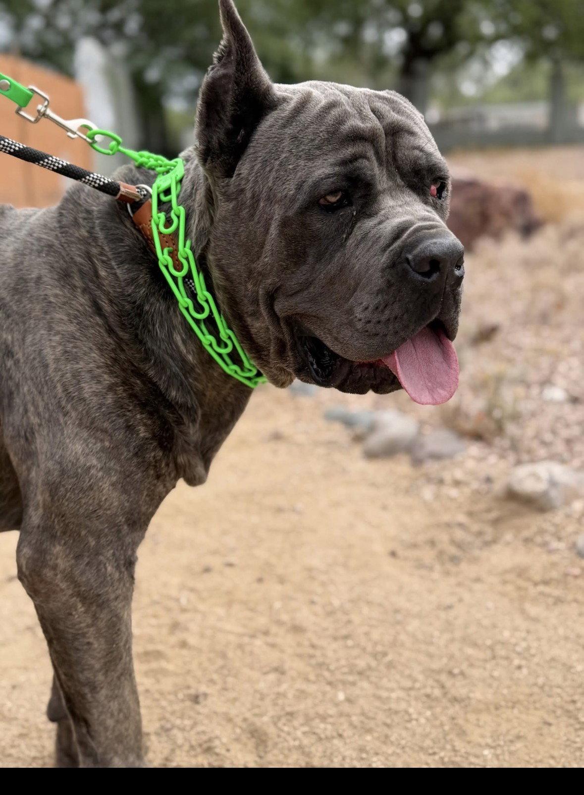 Max, a Adoptable Cane Corso in Glendale, AZ image 3/3