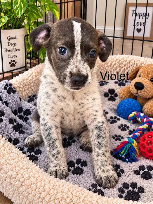 Enlarge Violet, a Adopted mixed breed in McAllen, TX image 3/3