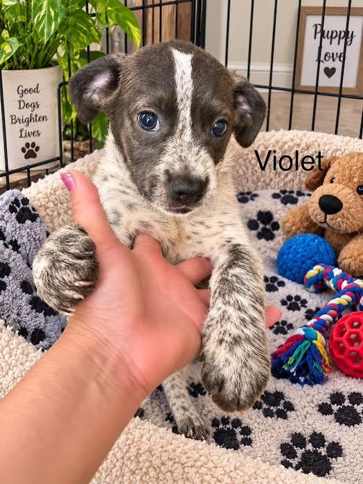 Enlarge Violet, a Adopted mixed breed in McAllen, TX image 2/3