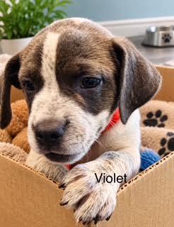 Enlarge Violet, a Adopted mixed breed in McAllen, TX image 1/3