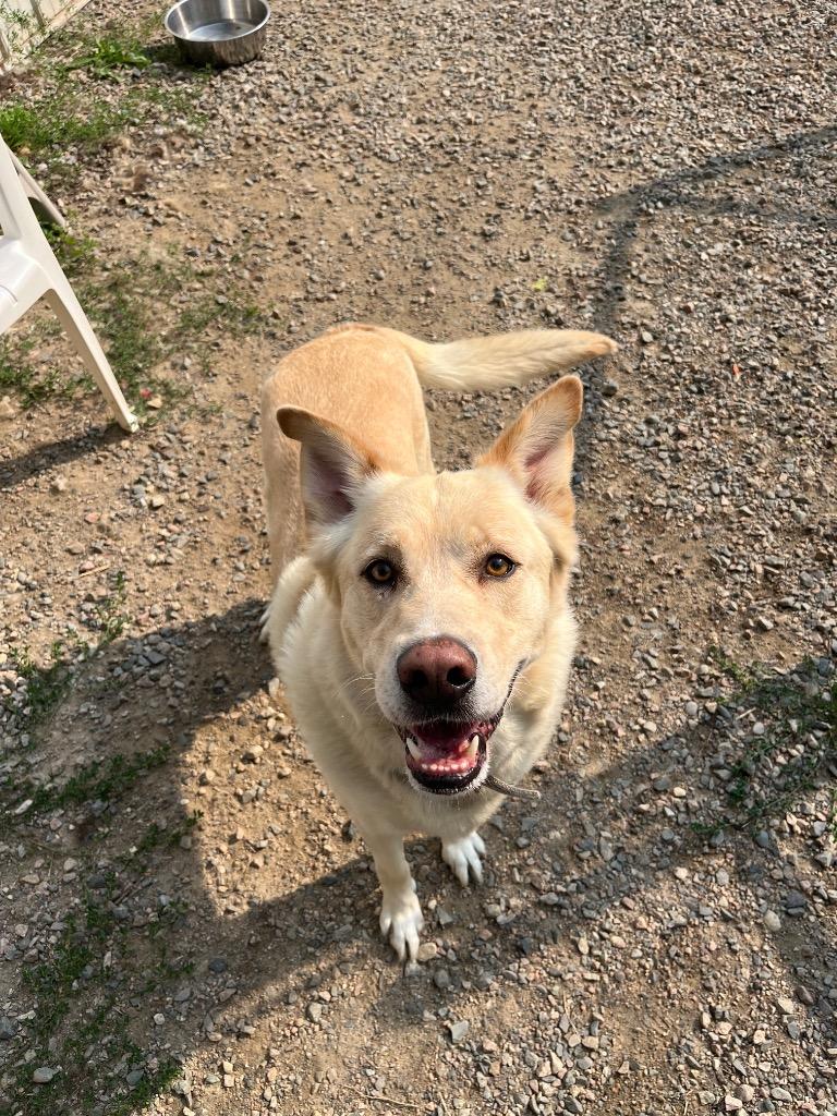 Maynard, Adoptable, Adult Male Golden Retriever & Husky.