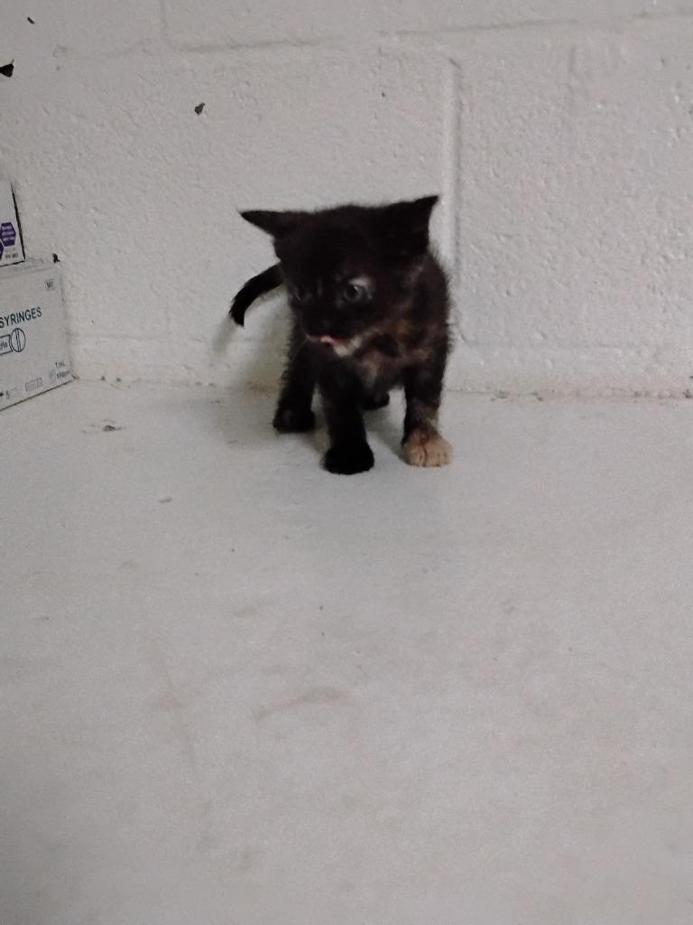 Neptune, a Adoptable mixed breed in Ada, OK image 1/2