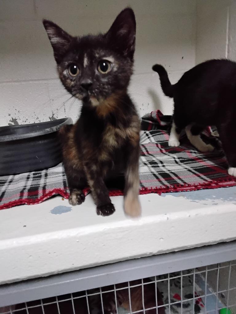 Enlarge Neptune, a Adoptable mixed breed in Ada, OK image 2/2