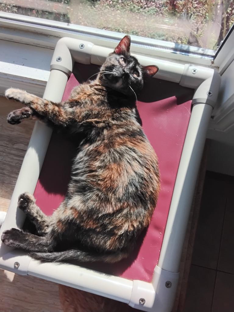 Enlarge Neptune, a Adopted mixed breed in Ada, OK image 1/1