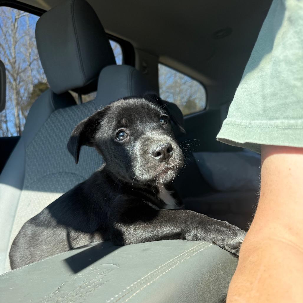 Bonnie, Adoptable, Puppy Female Black Labrador Retriever & German Shepherd Dog.