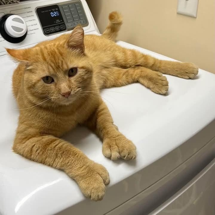 Henry, adopted, Adult Male Extra-Toes Cat / Hemingway Polydactyl.