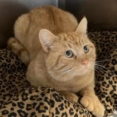 Enlarge Henry, an adopted Extra-Toes Cat / Hemingway Polydactyl in St. Marys, WV image 2/3