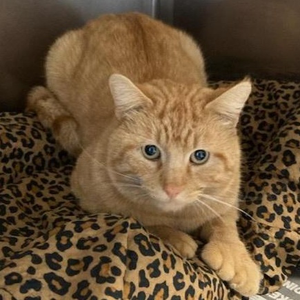 Enlarge Henry, an adopted Extra-Toes Cat / Hemingway Polydactyl in St. Marys, WV image 3/3