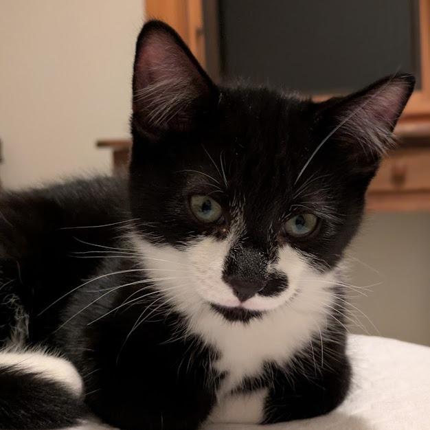 Roux, a Adoptable Domestic Short Hair in South Burlington, VT image 3/6