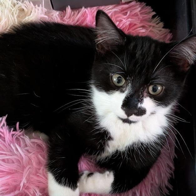 Roux, a Adoptable Domestic Short Hair in South Burlington, VT image 5/6