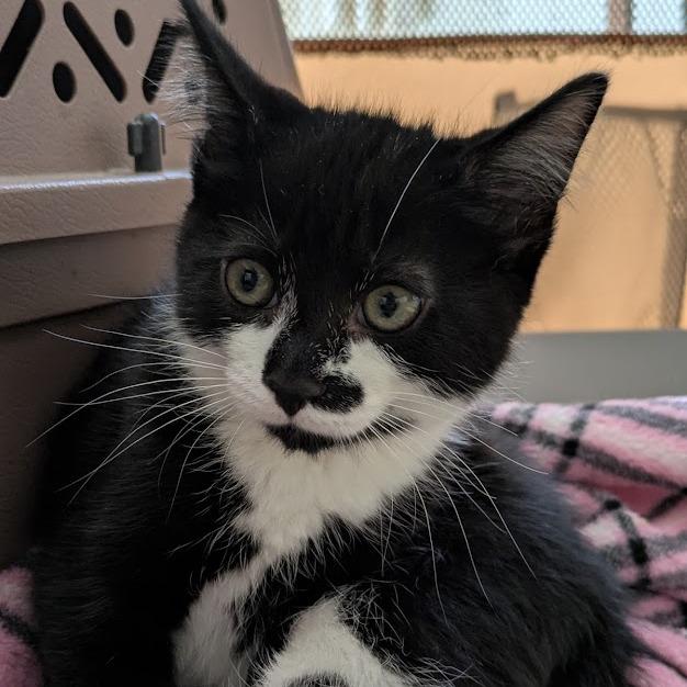 Roux, a Adoptable Domestic Short Hair in South Burlington, VT image 6/6