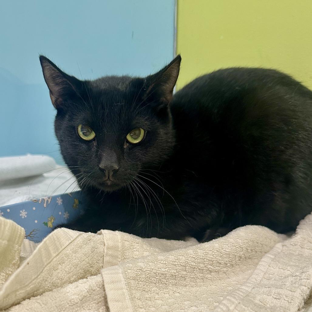 Enlarge Jupiter, a Adoptable Domestic Short Hair in Wantagh, NY image 1/2