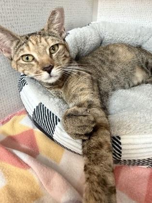 Whammo, adoptable, Young Female Domestic Short Hair.