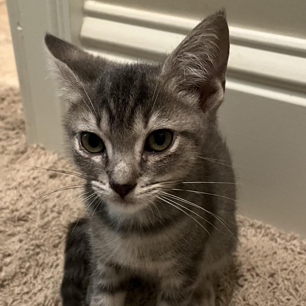 Jesse, Adoptable, Kitten Male Domestic Short Hair.