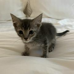 Jesse, a Adoptable Domestic Short Hair in Greensboro, GA image 2/2