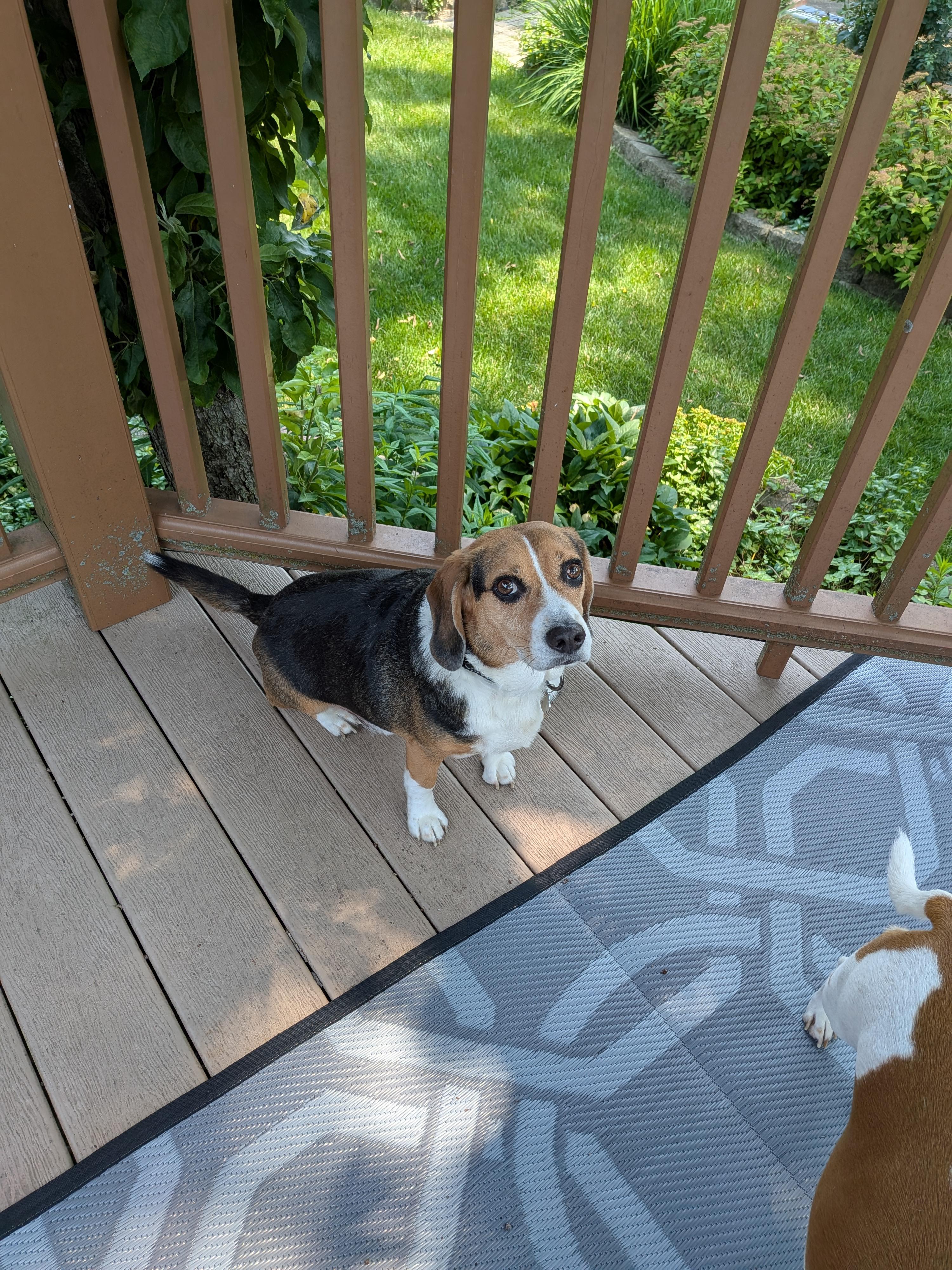 Bailee