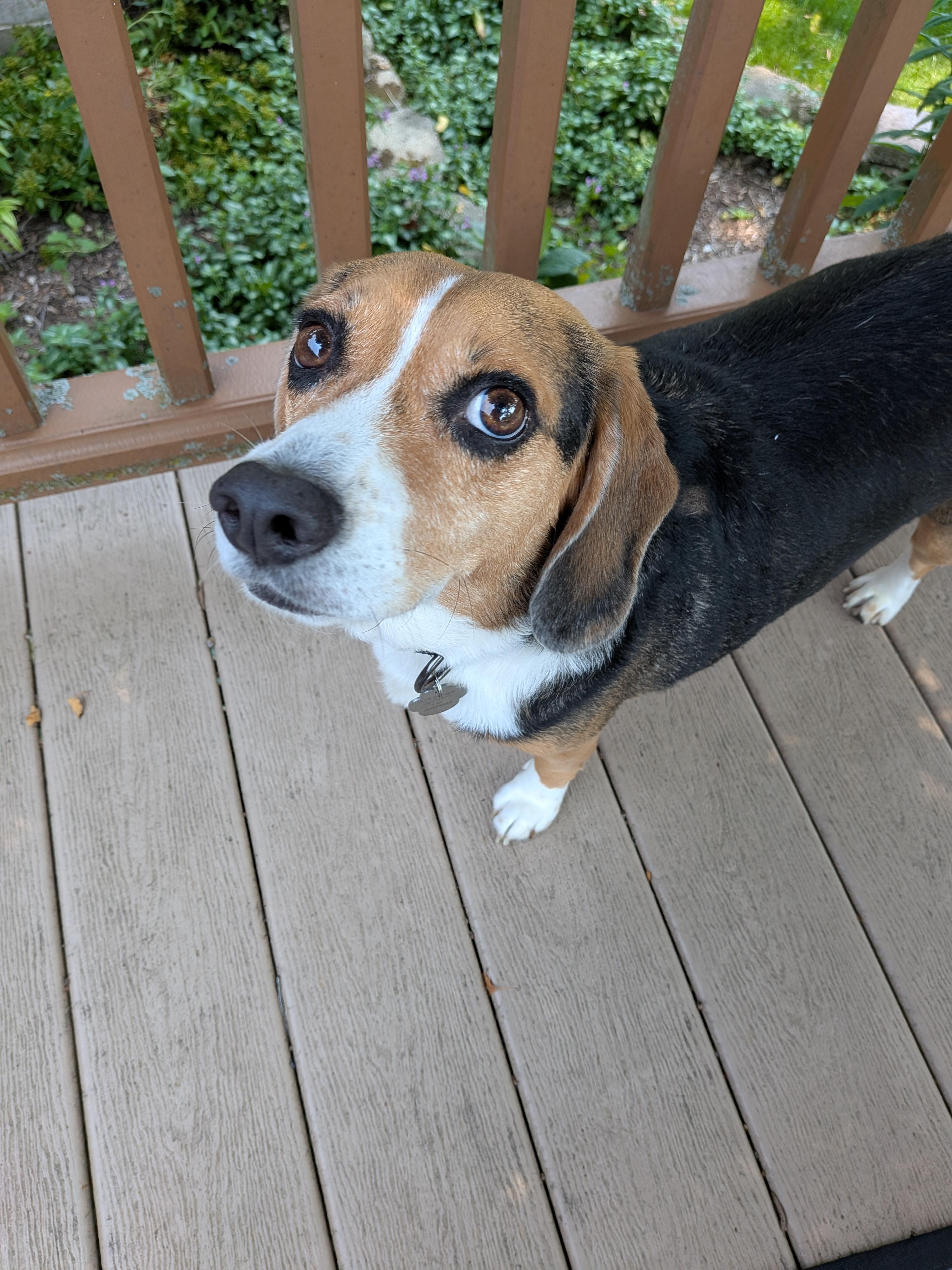 Bailee