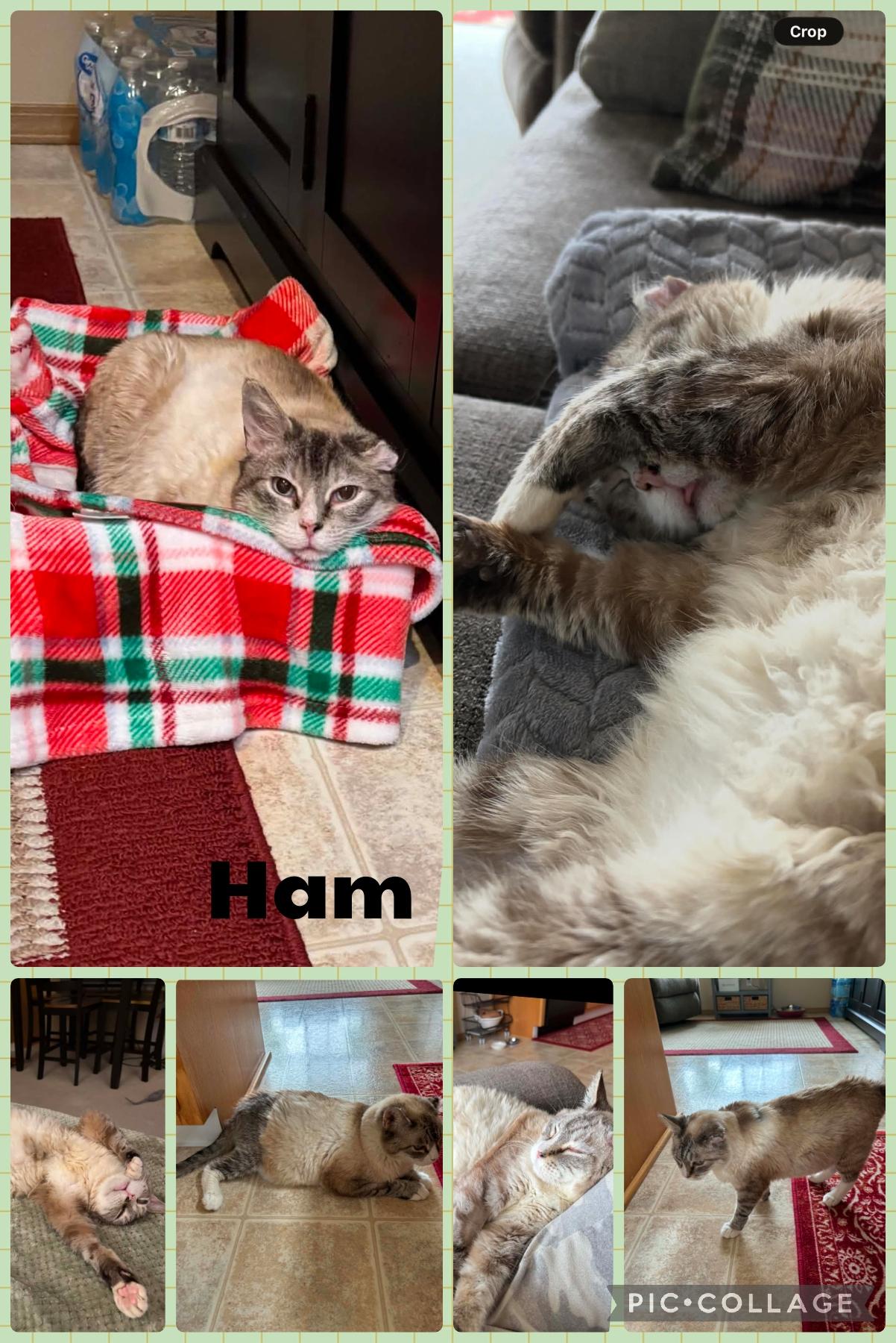 Ham, Adoptable, Adult Male Domestic Short Hair.