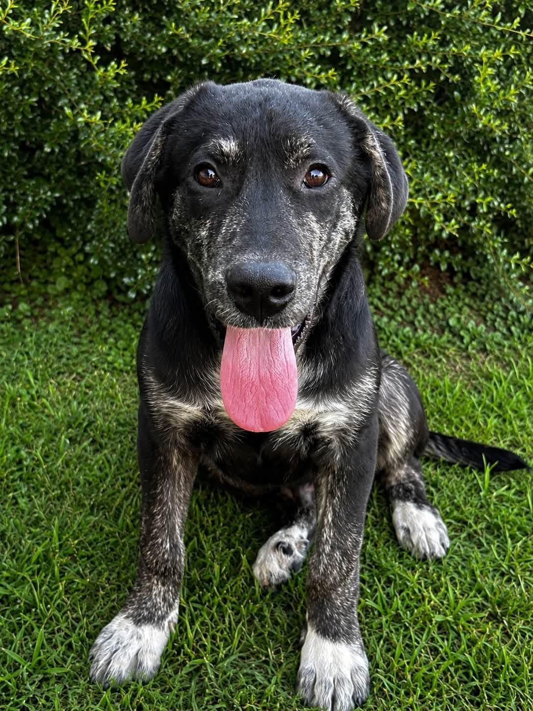 Eeyore, adopted, Young Male Mixed Breed.