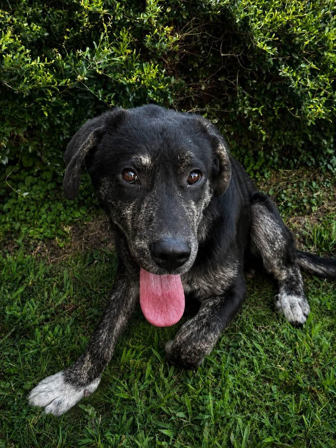 Eeyore, an adopted mixed breed in Mendham, NJ image 4/4