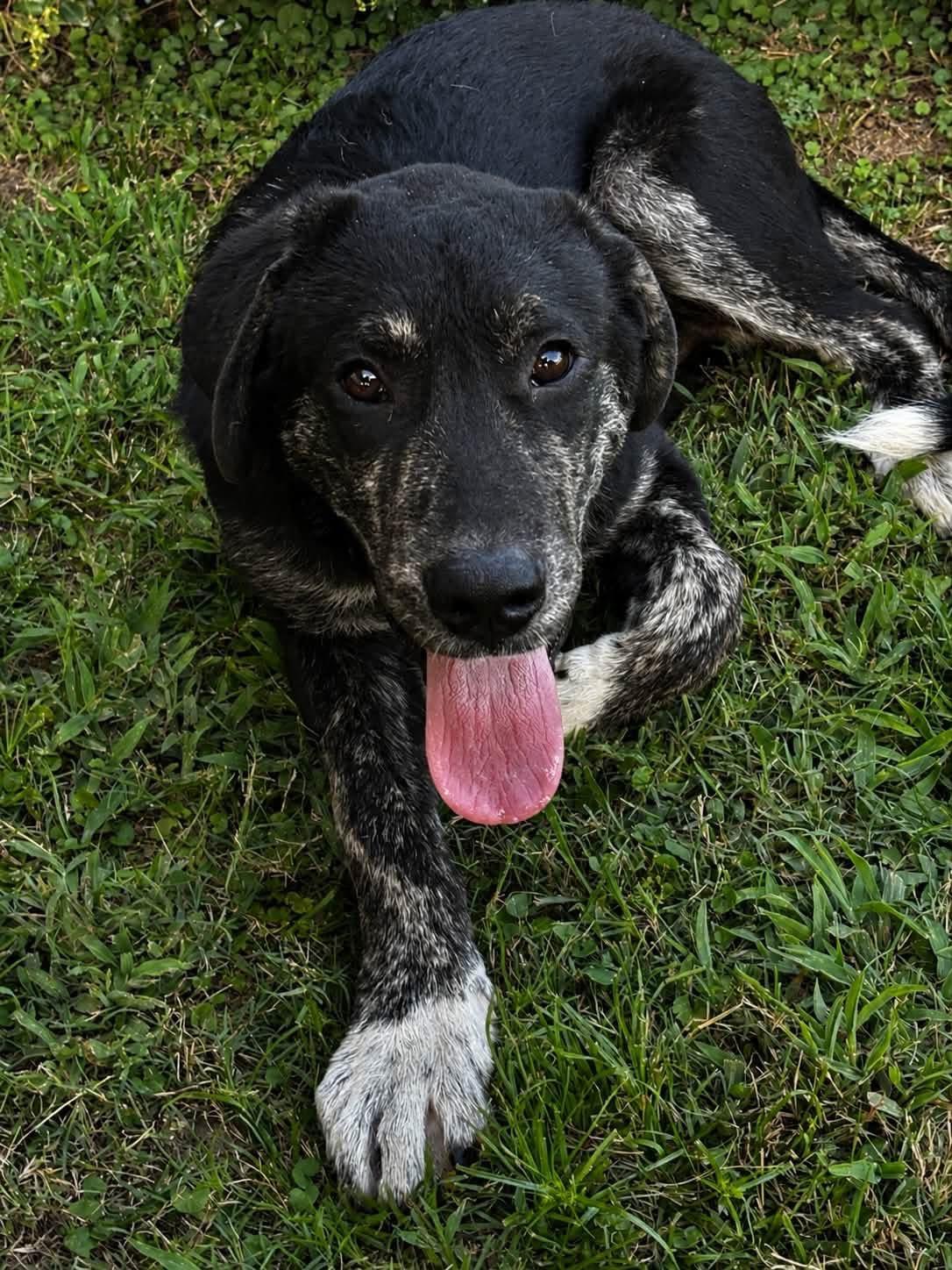 Eeyore, an adopted mixed breed in Mendham, NJ image 2/4