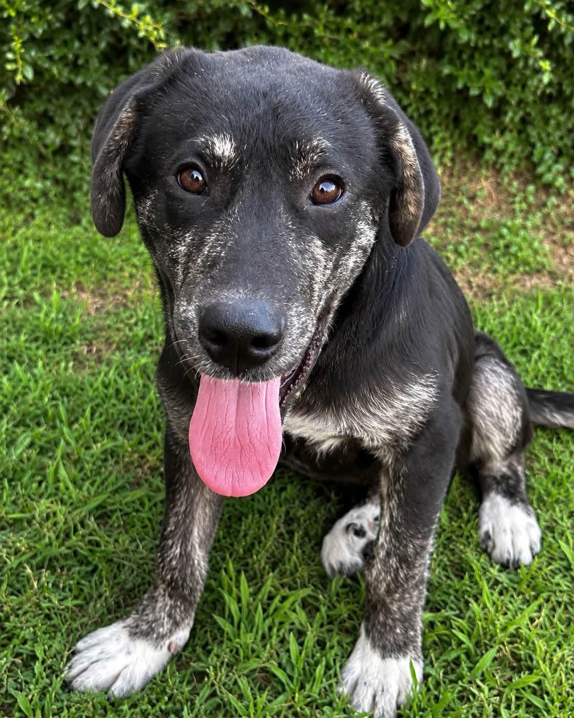 Eeyore, an adopted mixed breed in Mendham, NJ image 3/4