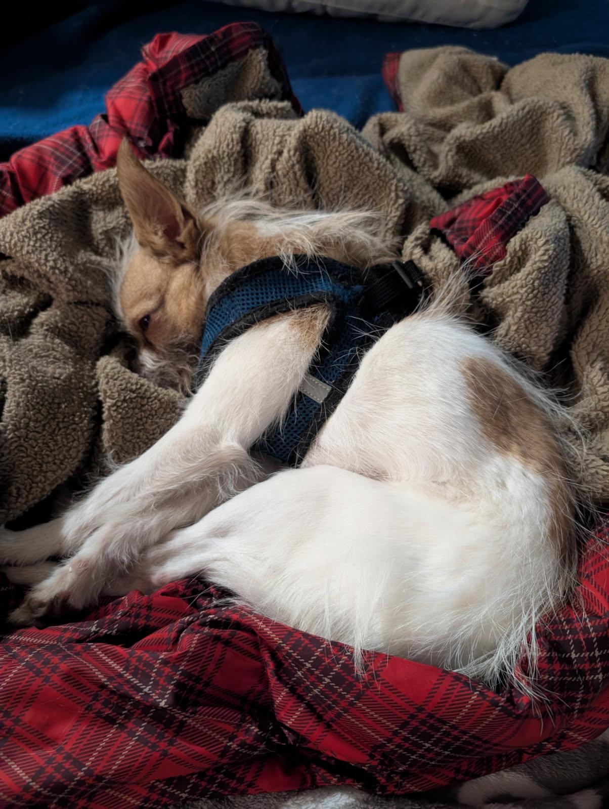 Tilly, Adopted, Adult Female Jack Russell Terrier & Chihuahua.