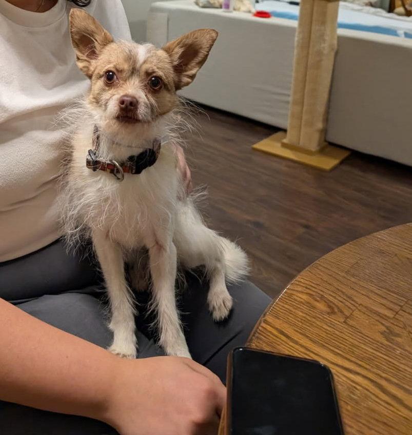 Enlarge Tilly, a Adopted mixed breed in Fort Collins, CO image 2/3