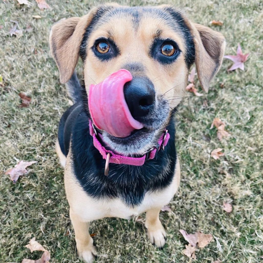 Enlarge Buffy, a Adoptable mixed breed in Cabot, AR image 1/5