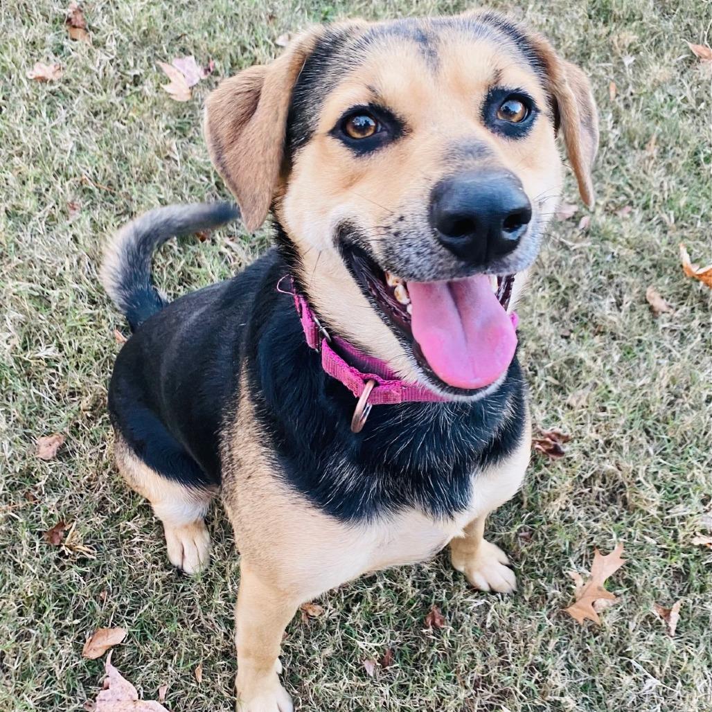 Enlarge Buffy, a Adoptable mixed breed in Cabot, AR image 2/5