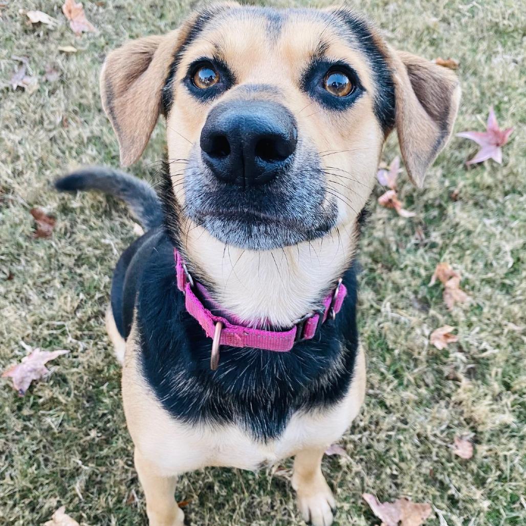 Enlarge Buffy, a Adoptable mixed breed in Cabot, AR image 3/5