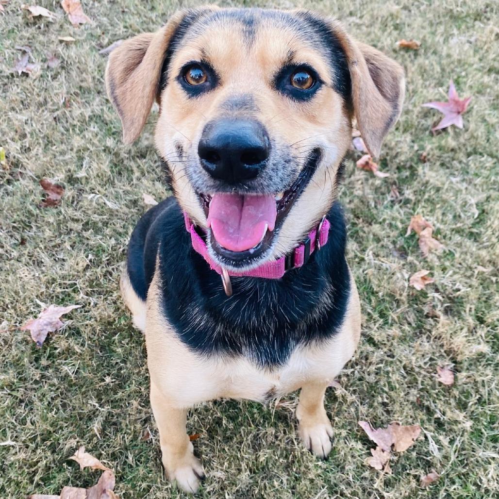 Enlarge Buffy, a Adoptable mixed breed in Cabot, AR image 4/5