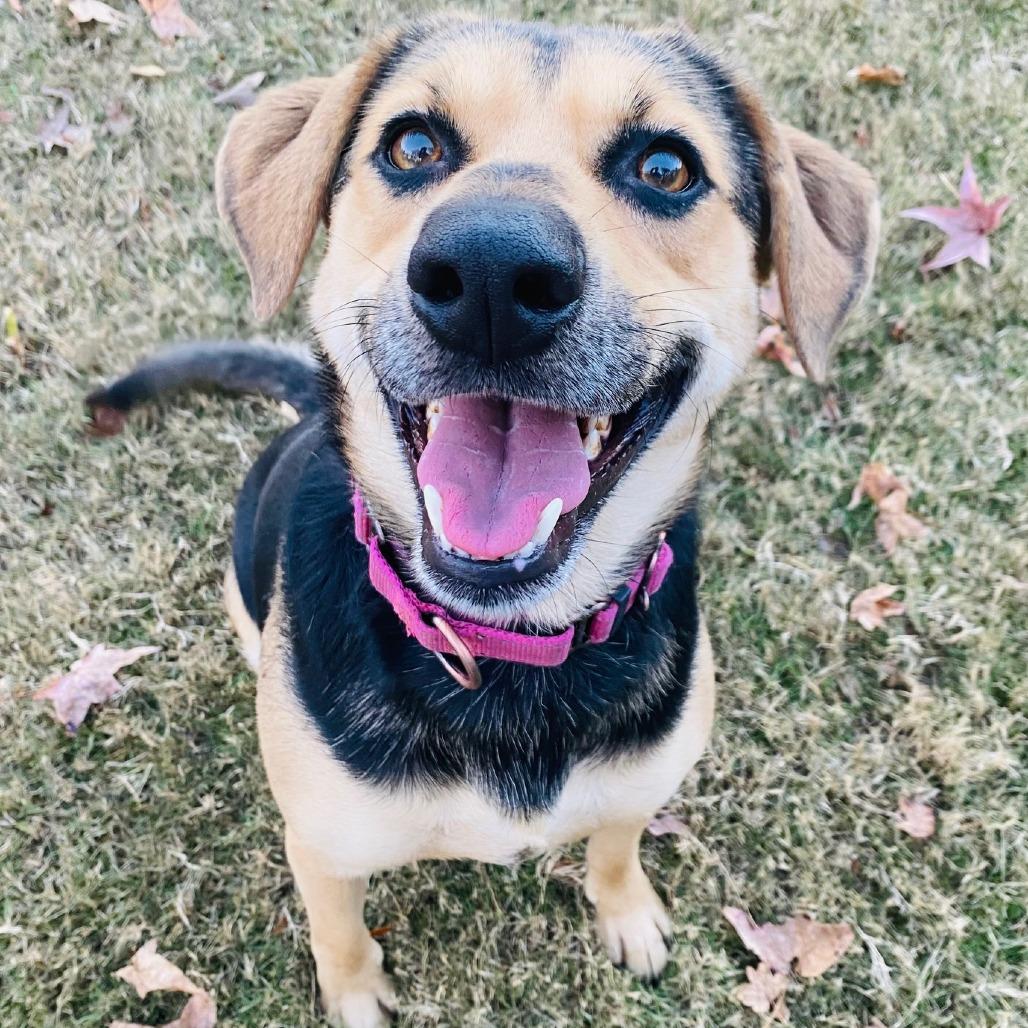 Enlarge Buffy, a Adoptable mixed breed in Cabot, AR image 5/5