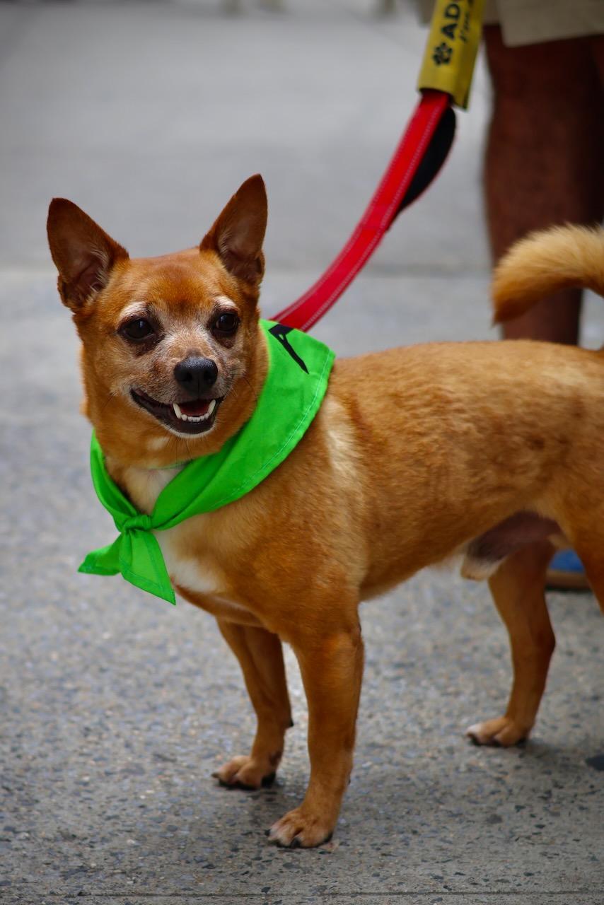 Enlarge Hop, a Adoptable mixed breed in New York, NY image 1/6