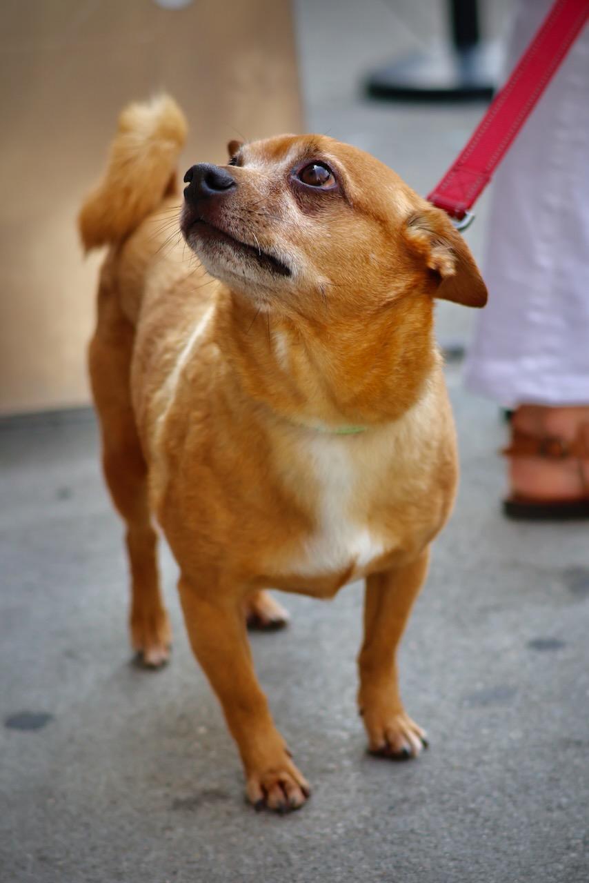 Enlarge Hop, a Adoptable mixed breed in New York, NY image 5/6