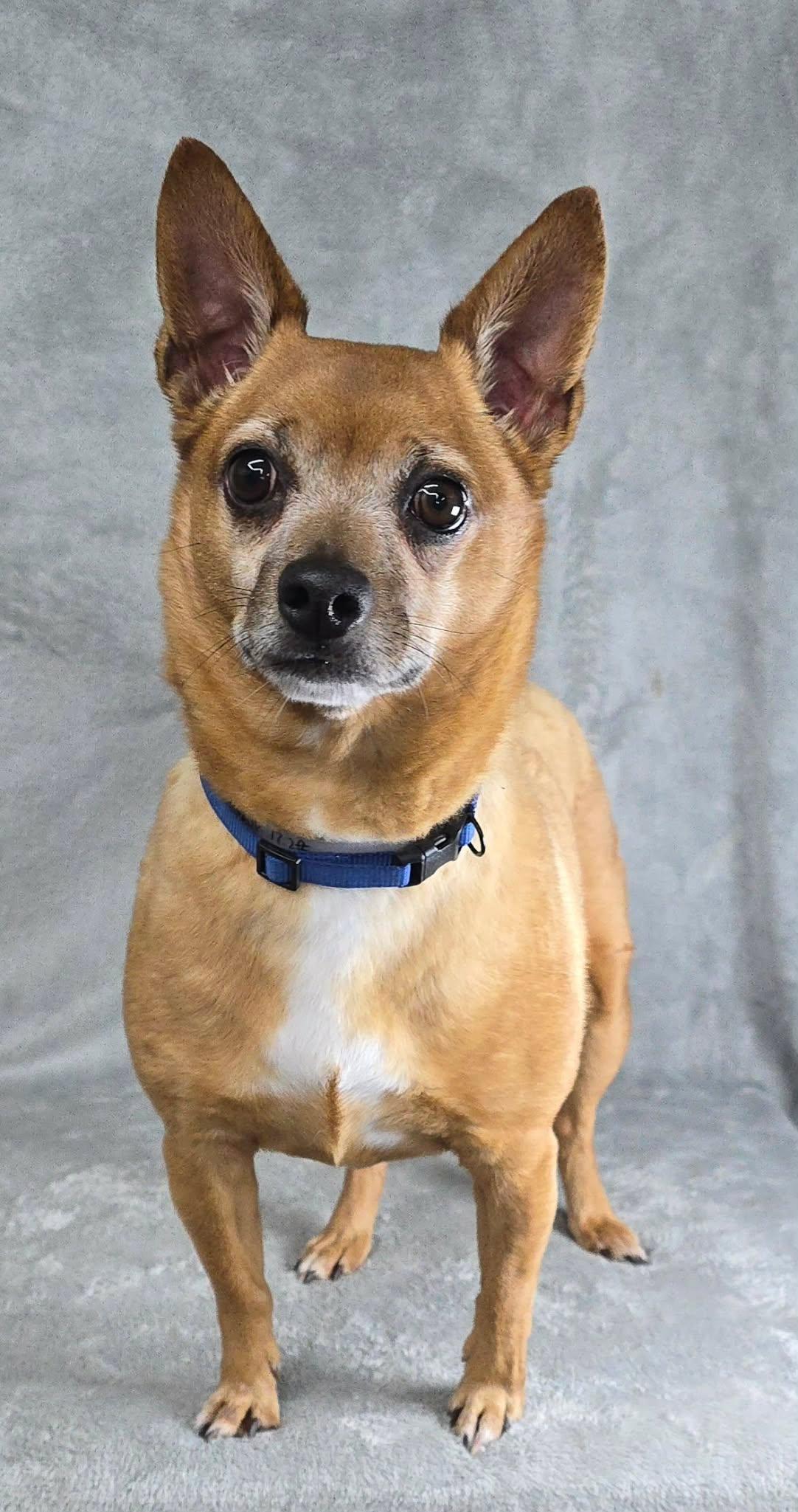 Enlarge Hop, a Adoptable mixed breed in New York, NY image 3/6