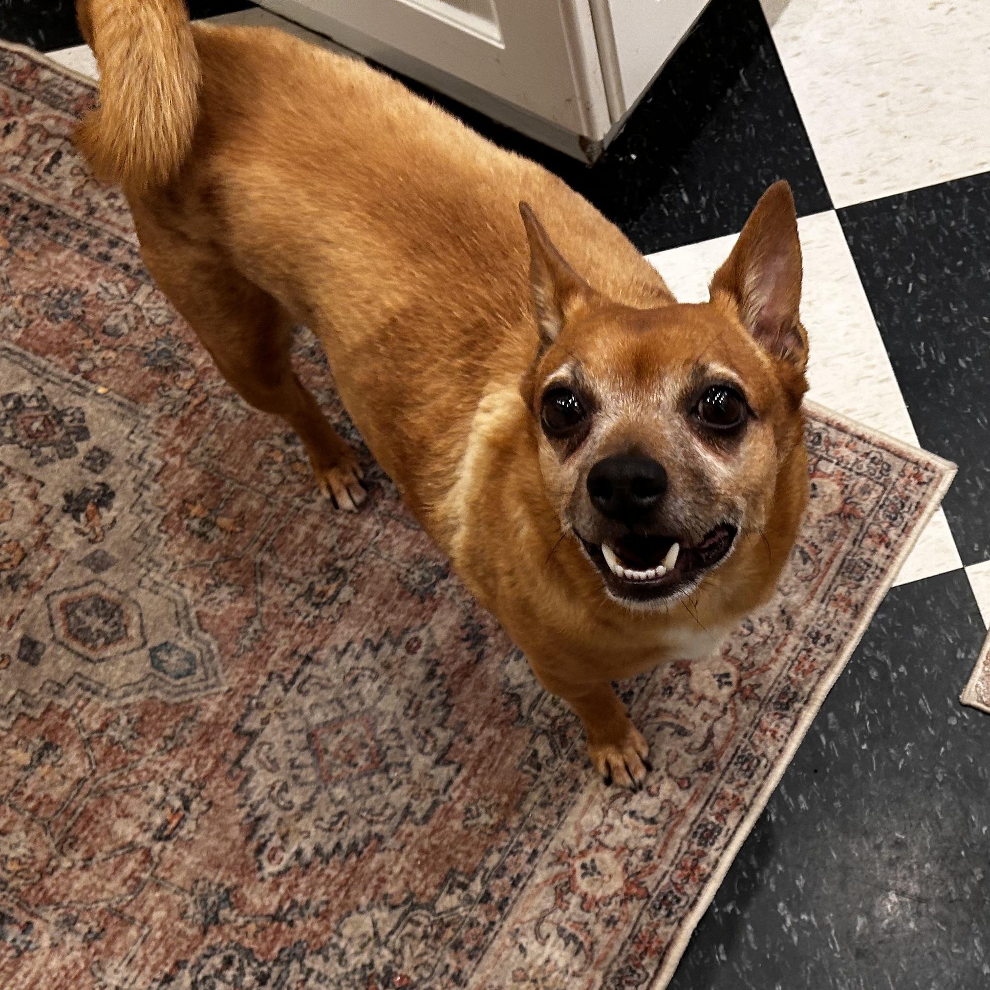 Enlarge Hop, a Adoptable mixed breed in New York, NY image 2/6