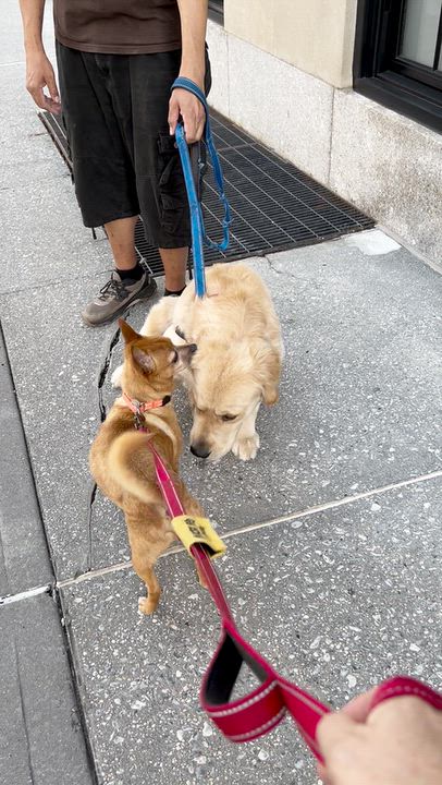 Enlarge Hop, a Adoptable mixed breed in New York, NY video 6/6