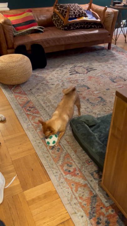 Enlarge Hop, a Adoptable mixed breed in New York, NY video 4/6
