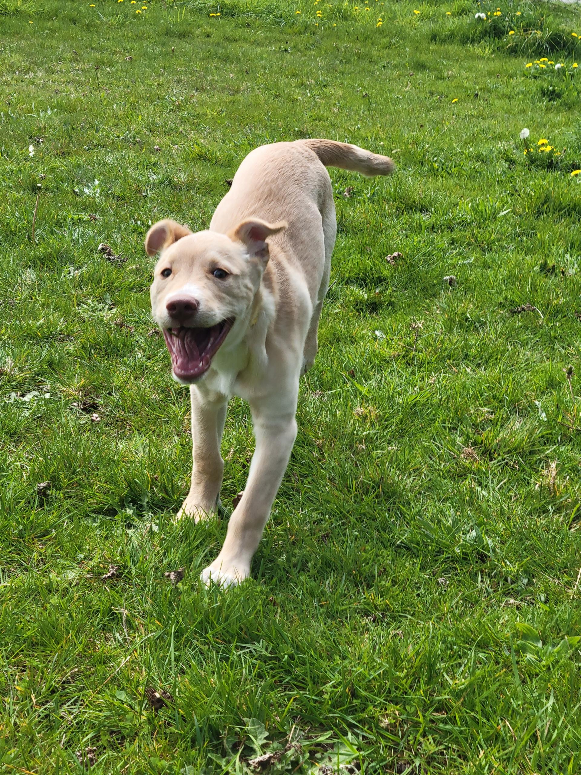 Charlie, Adoptable, Puppy Male German Shepherd Dog.