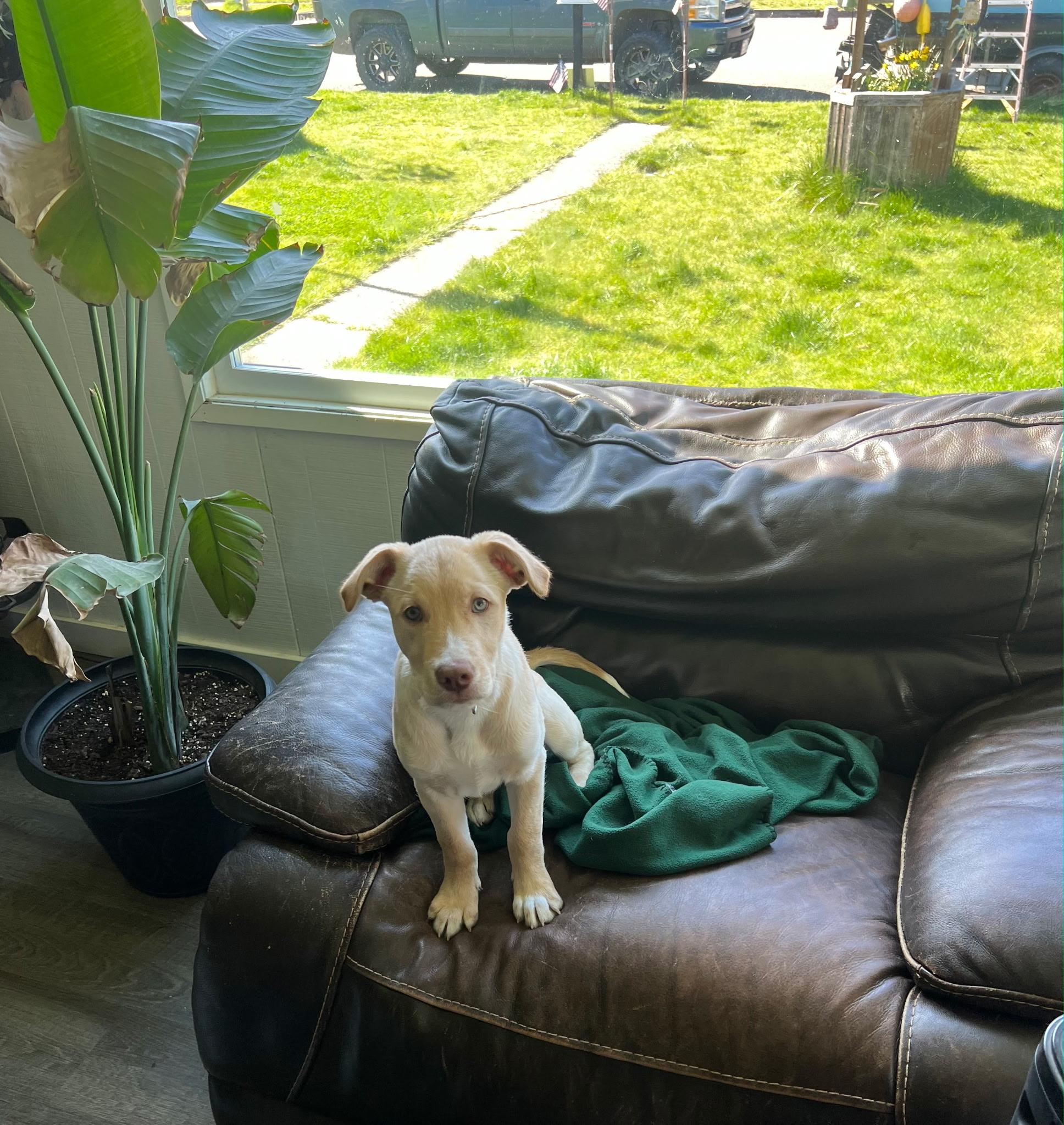 Enlarge Charlie, a Adoptable mixed breed in Port Angeles, WA image 2/6