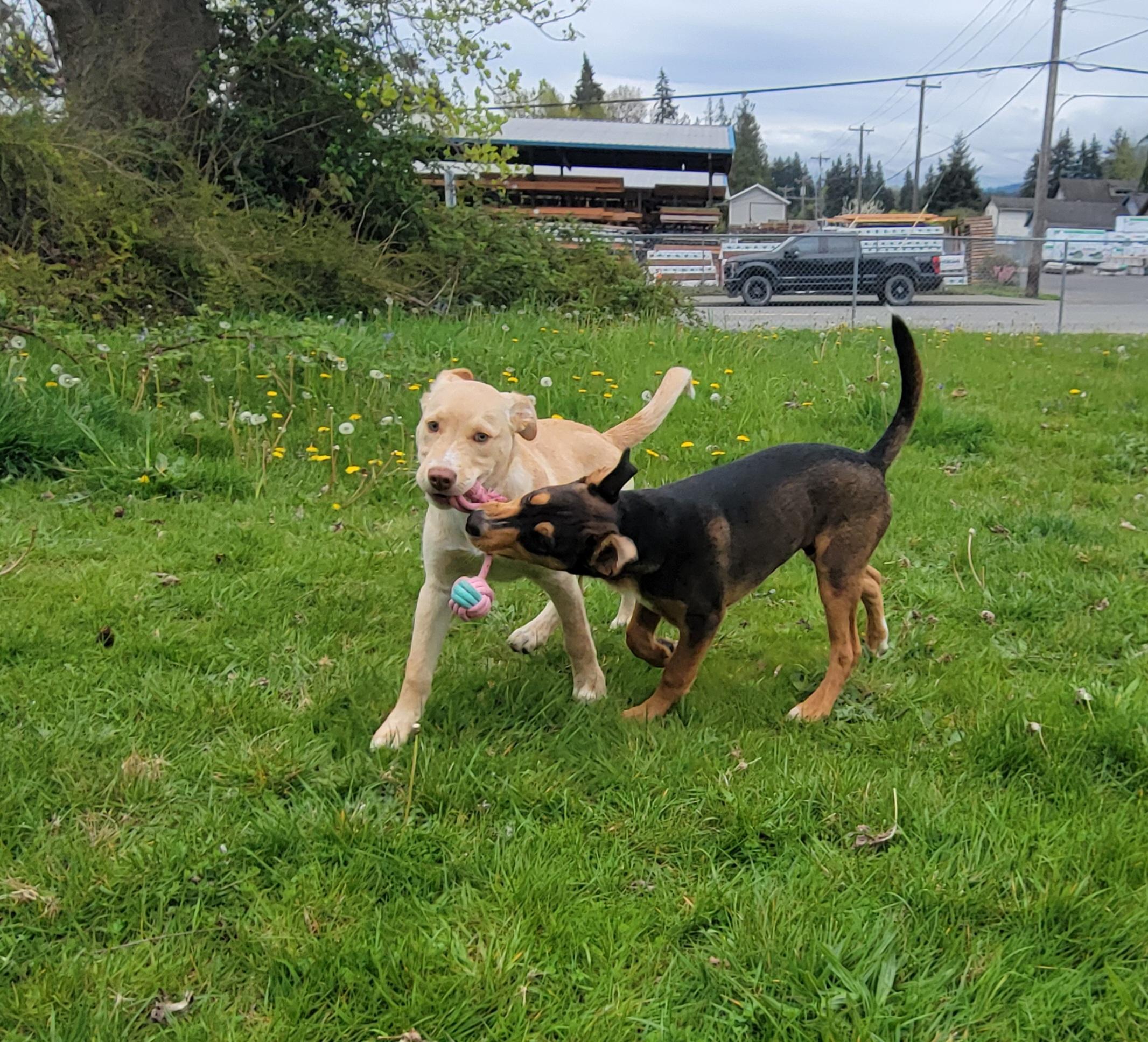 Enlarge Charlie, a Adoptable mixed breed in Port Angeles, WA image 4/6